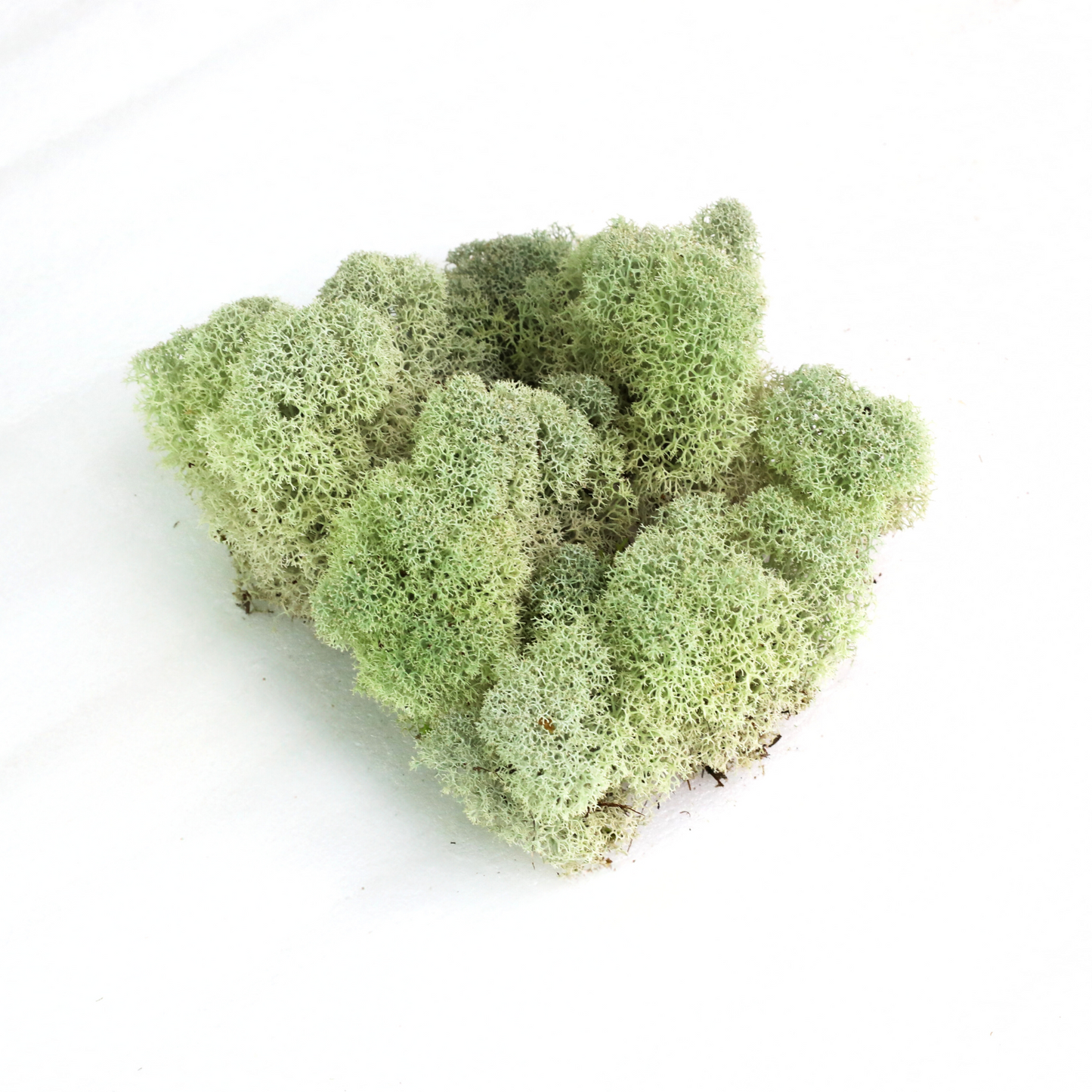 Natural Canadian Reindeer Moss - Revita-Moss Mossify