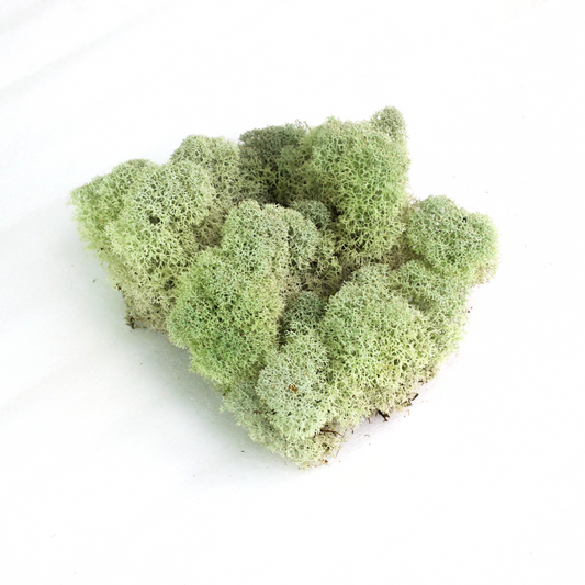 Natural Canadian Reindeer Moss - Revita-Moss Mossify