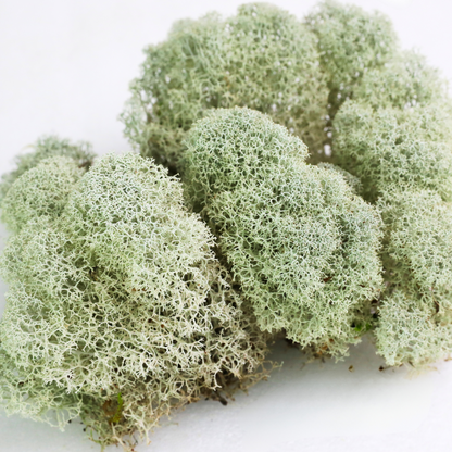 Natural Canadian Reindeer Moss - Revita-Moss Mossify