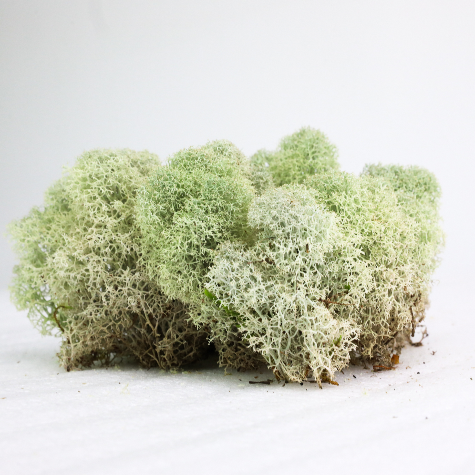 Natural Canadian Reindeer Moss - Revita-Moss Mossify