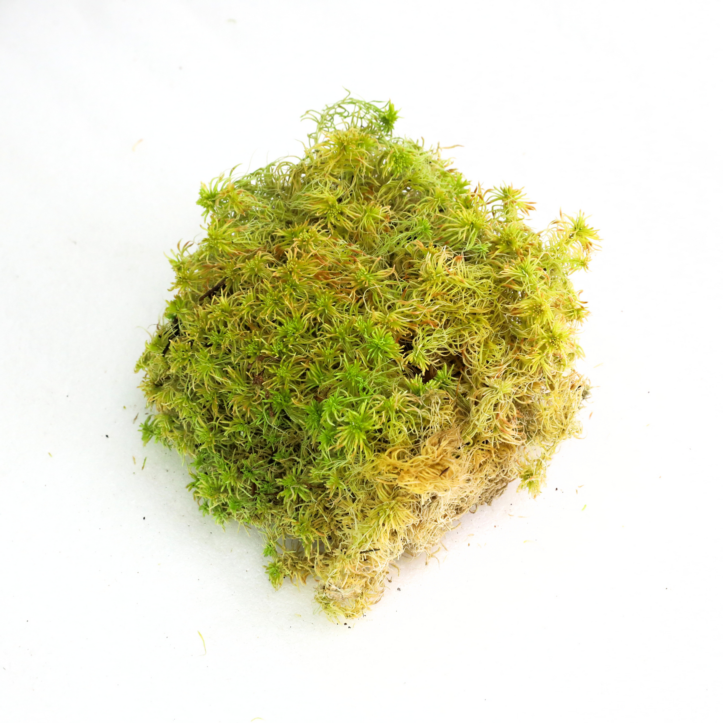 Natural Canadian Sphagnum Moss - Revita-Moss Mossify