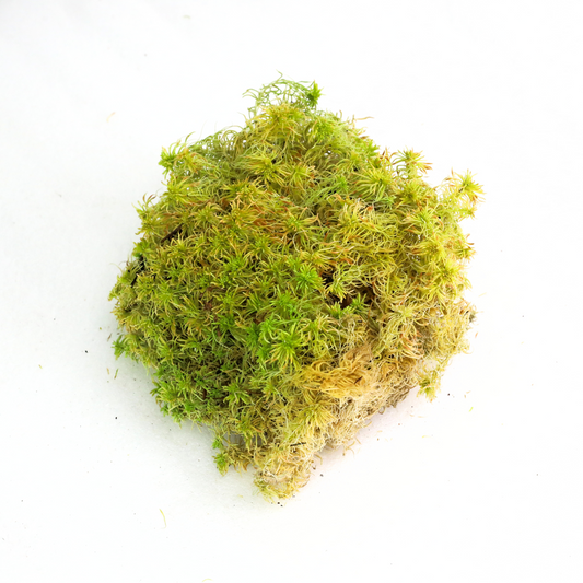 Natural Canadian Sphagnum Moss - Revita-Moss Mossify