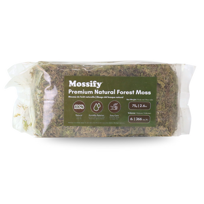 Premium Natural Forest Moss Mossify