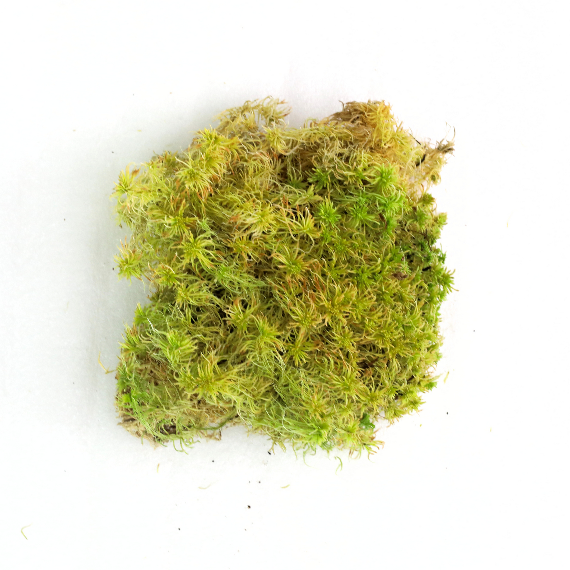 Natural Canadian Sphagnum Moss - Revita-Moss Mossify