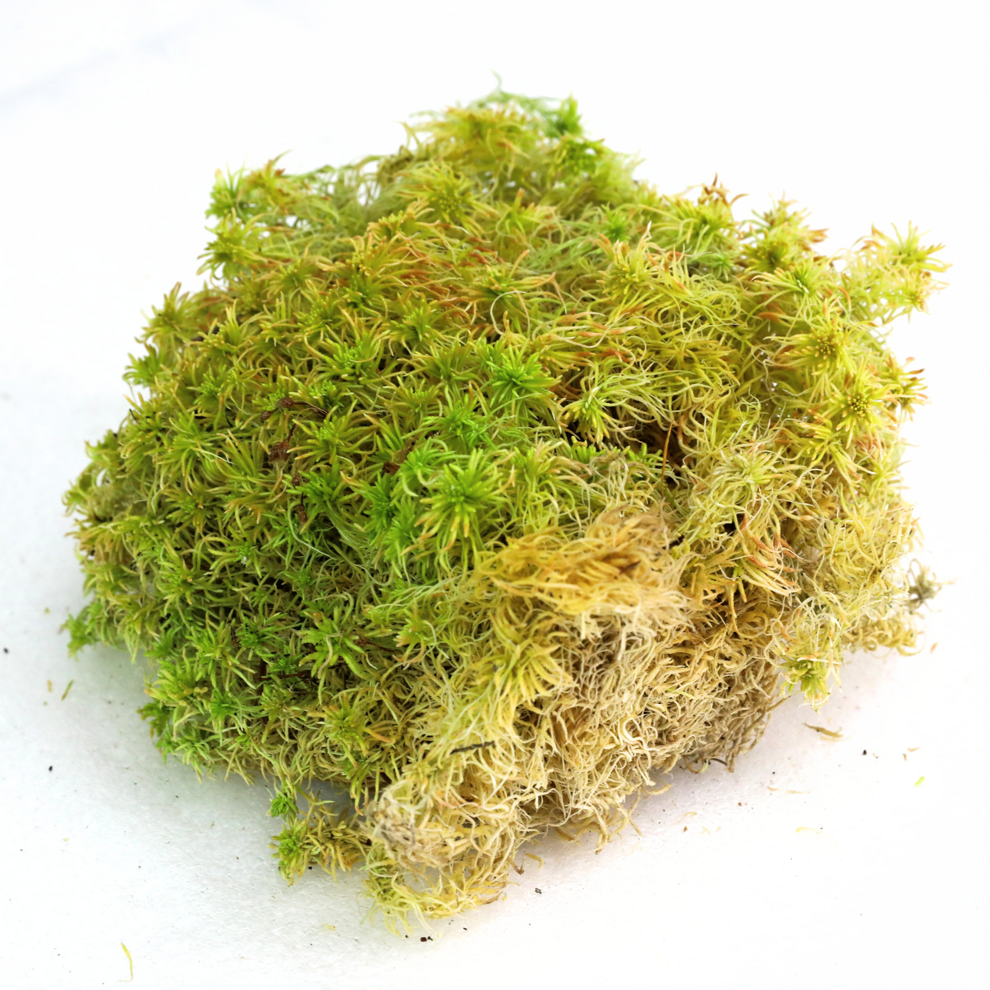 Natural Canadian Sphagnum Moss - Revita-Moss Mossify