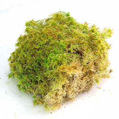Natural Canadian Sphagnum Moss - Revita-Moss Mossify