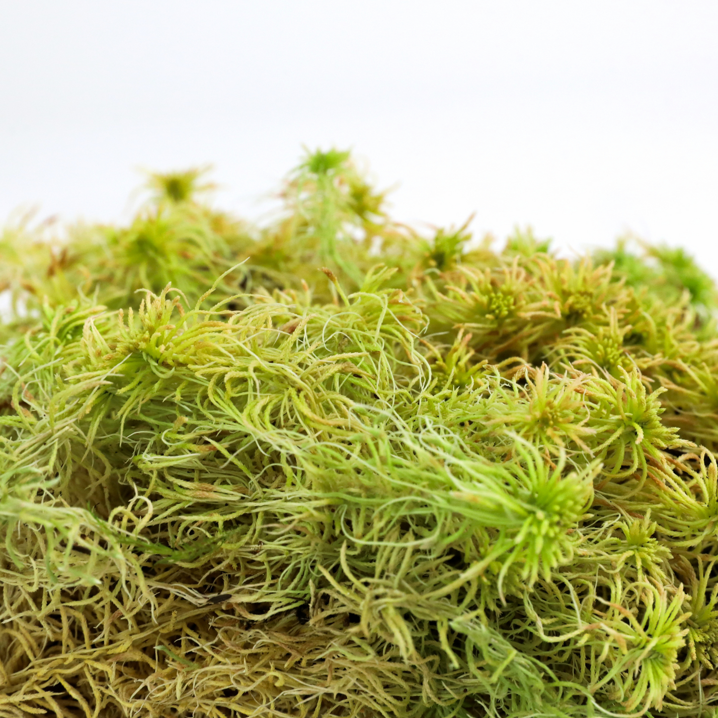 Natural Canadian Sphagnum Moss - Revita-Moss Mossify