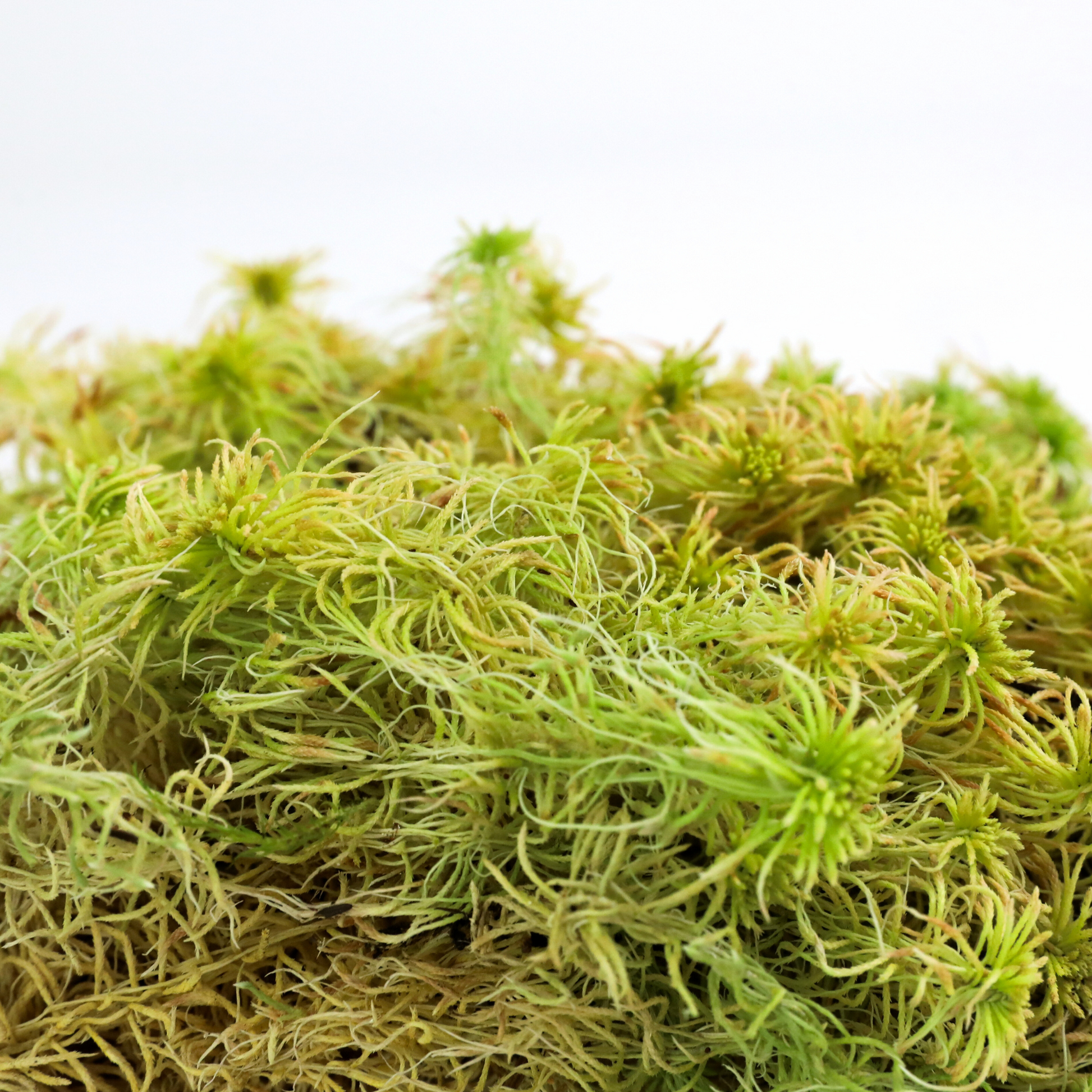 Natural Canadian Sphagnum Moss - Revita-Moss Mossify
