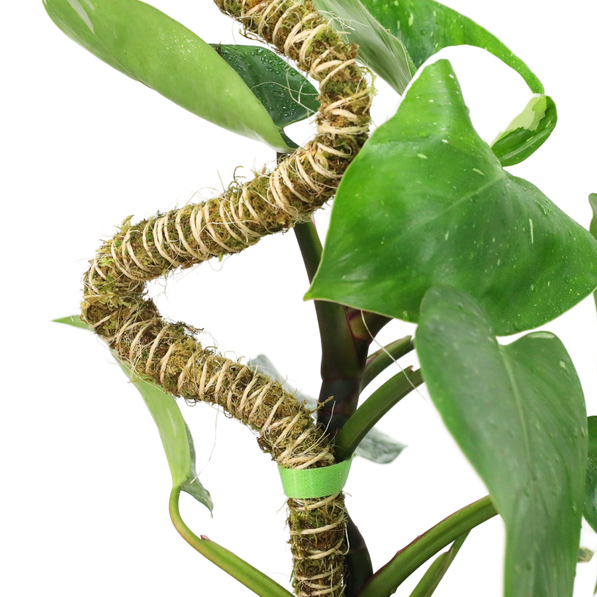 The Bendable Moss Pole™ 𝘛𝘏𝘐𝘕 Mossify