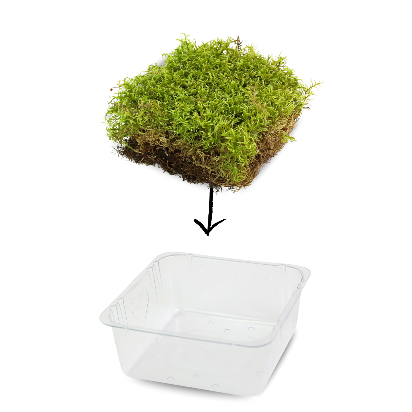Natural Canadian Forest Moss - Revita-Moss (Pleurozium schreberi) Mossify