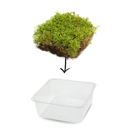 Natural Canadian Forest Moss - Revita-Moss (Pleurozium schreberi) Mossify