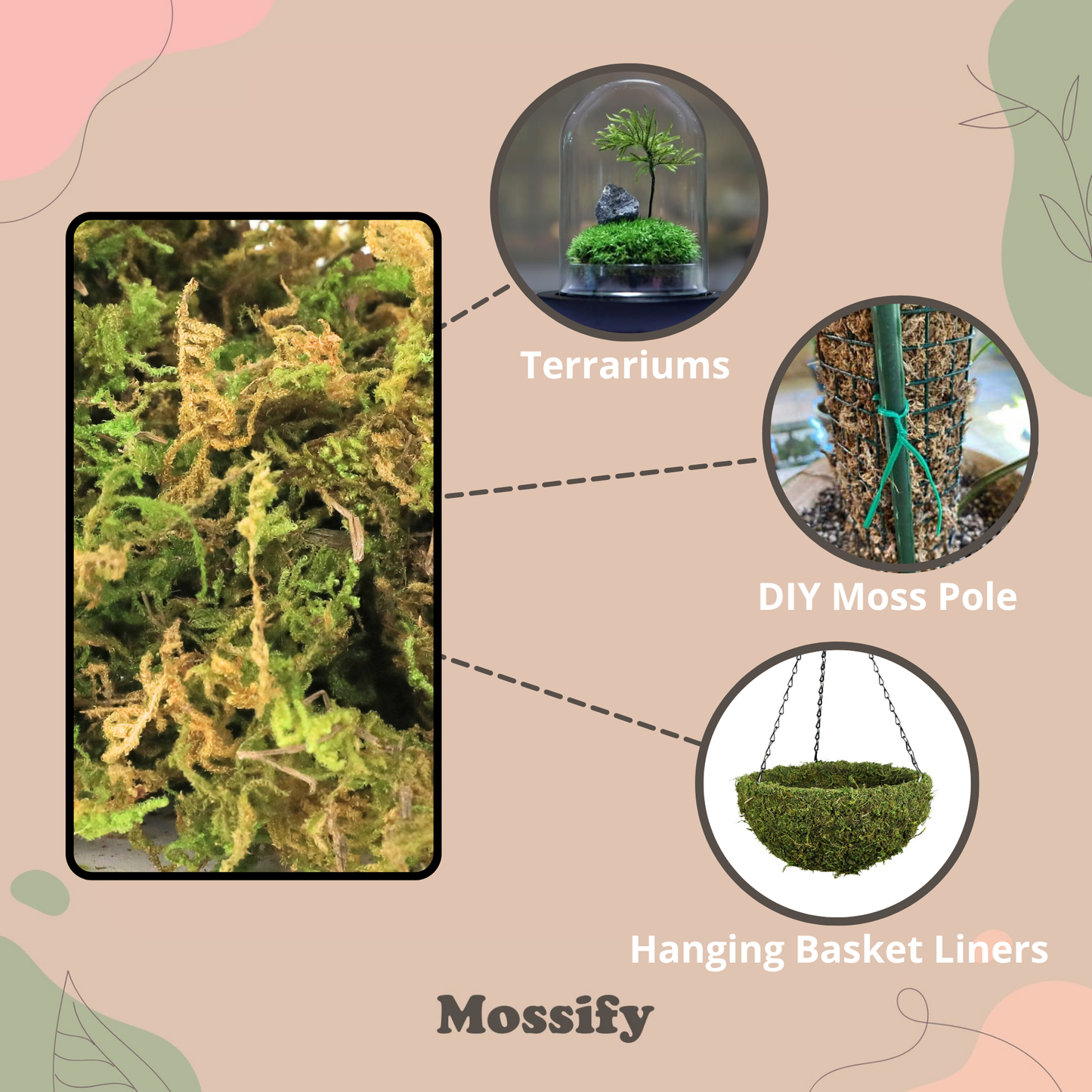 Premium Natural Forest Moss Mossify