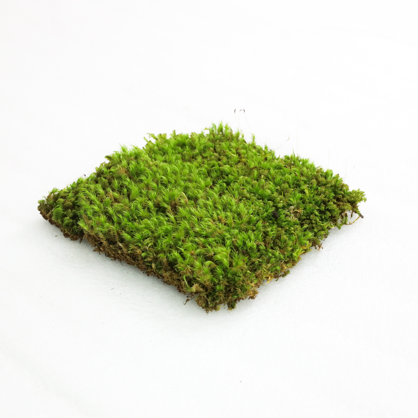 Mood Moss - Revita-Moss (Dicranum) Mossify