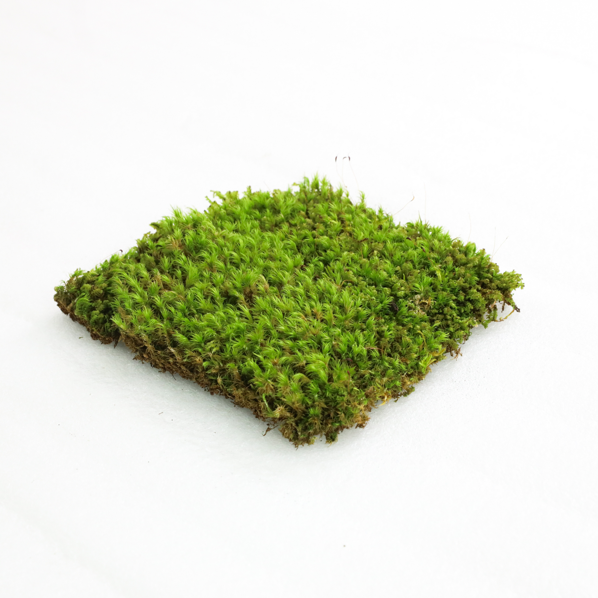 Mood Moss - Revita-Moss (Dicranum) Mossify