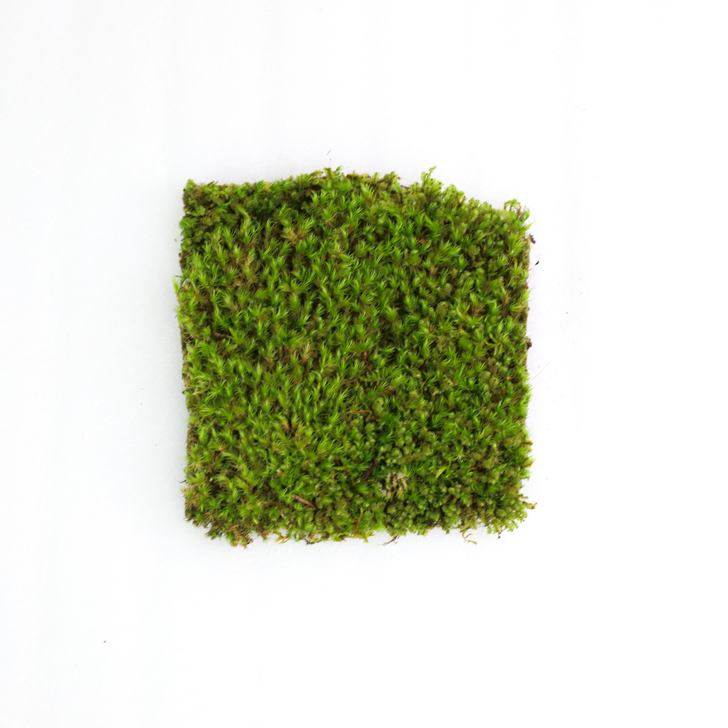 Mood Moss - Revita-Moss (Dicranum) Mossify