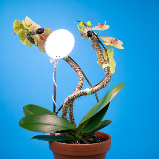 Lampe LED Ajustable pour Plantes – Mossify Mossify