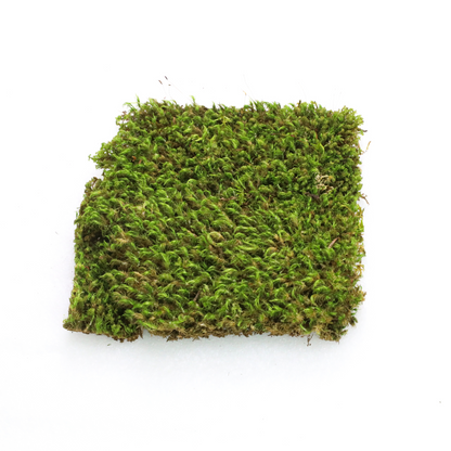 Mood Moss - Revita-Moss (Dicranum) Mossify
