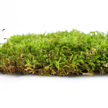 Mood Moss - Revita-Moss (Dicranum) Mossify