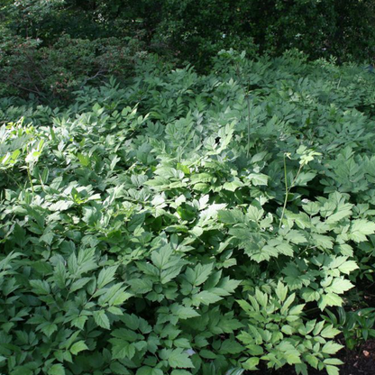 Semences - Actée à grappes noires Akène, culture forestière