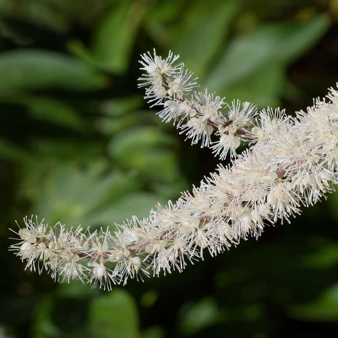 Semences - Actée à grappes noires Akène, culture forestière