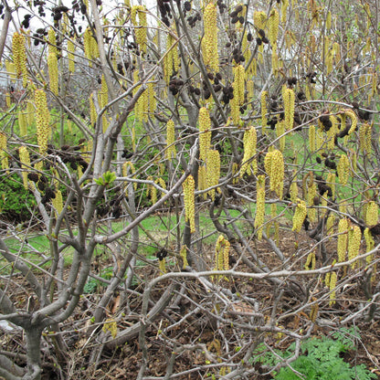 Semences - Aulne crispé Akène, culture forestière