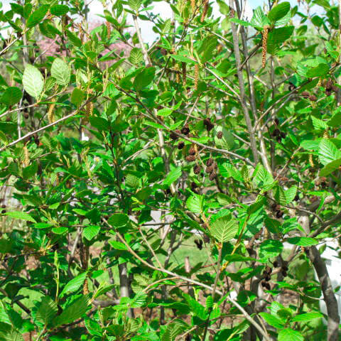 Semences - Aulne crispé Akène, culture forestière