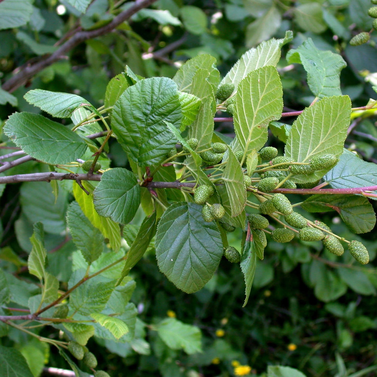 Semences - Aulne crispé Akène, culture forestière