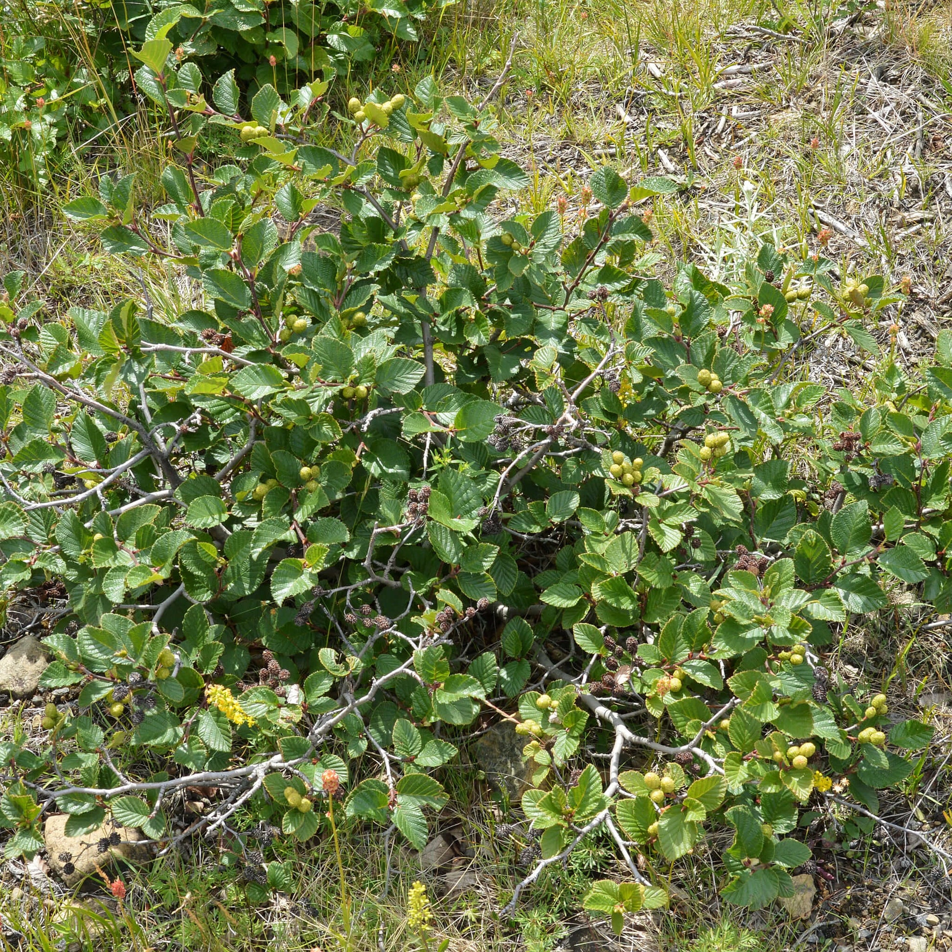 Semences - Aulne crispé Akène, culture forestière