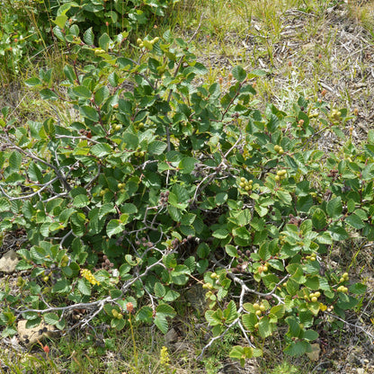 Semences - Aulne crispé Akène, culture forestière