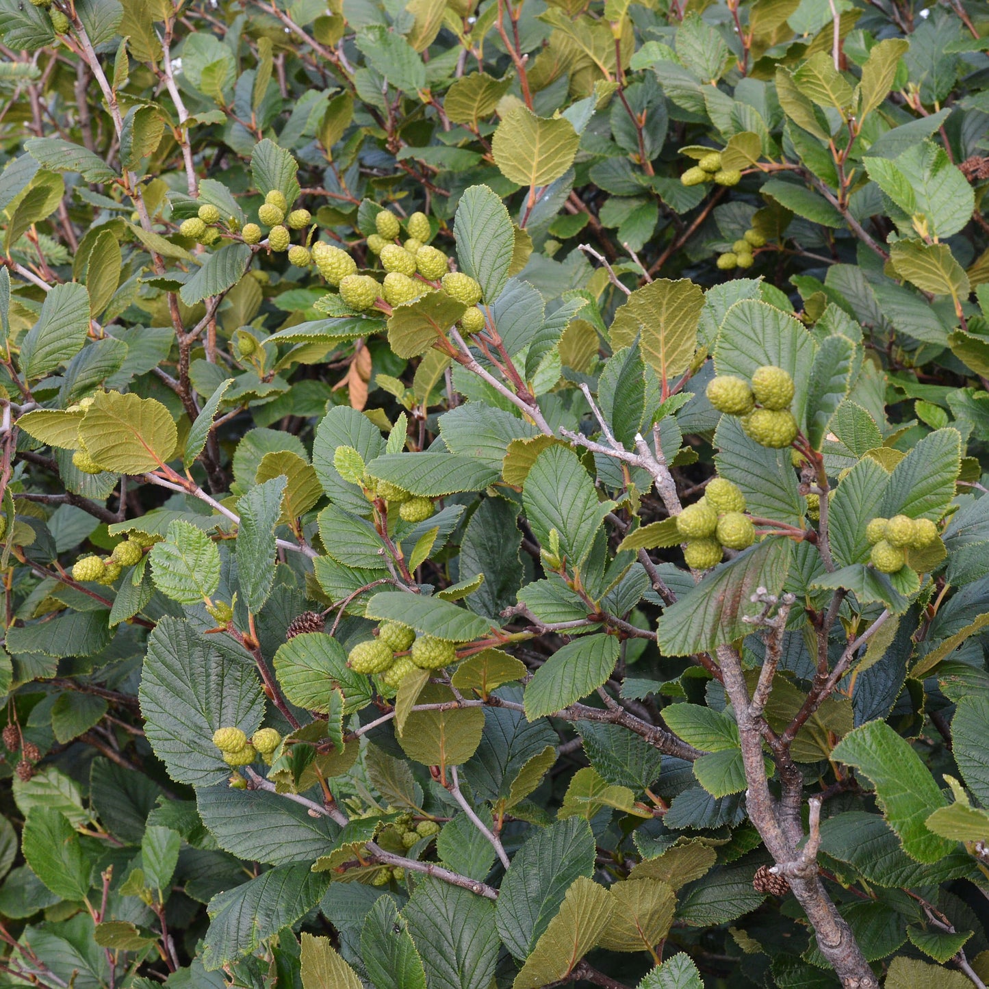 Semences - Aulne crispé Akène, culture forestière