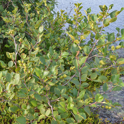 Semences - Aulne crispé Akène, culture forestière