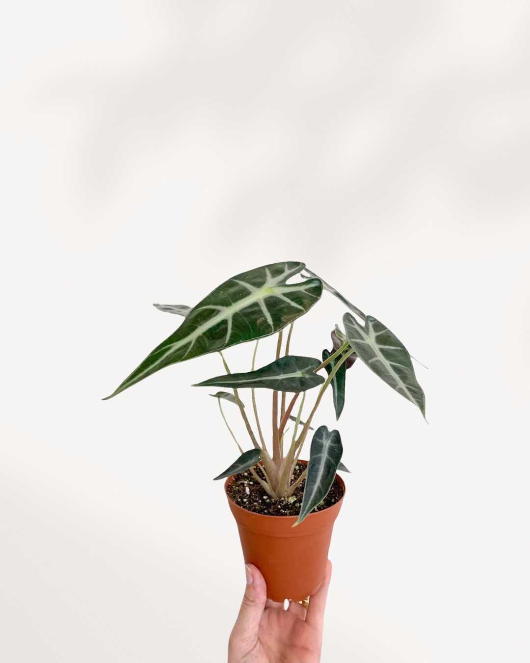 Alocasia Bambino – A Compact Beauty with Bold Leaves Mygreenscape | Buy Plants Online