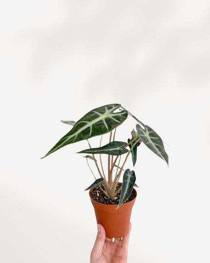Alocasia Bambino – A Compact Beauty with Bold Leaves Mygreenscape | Buy Plants Online