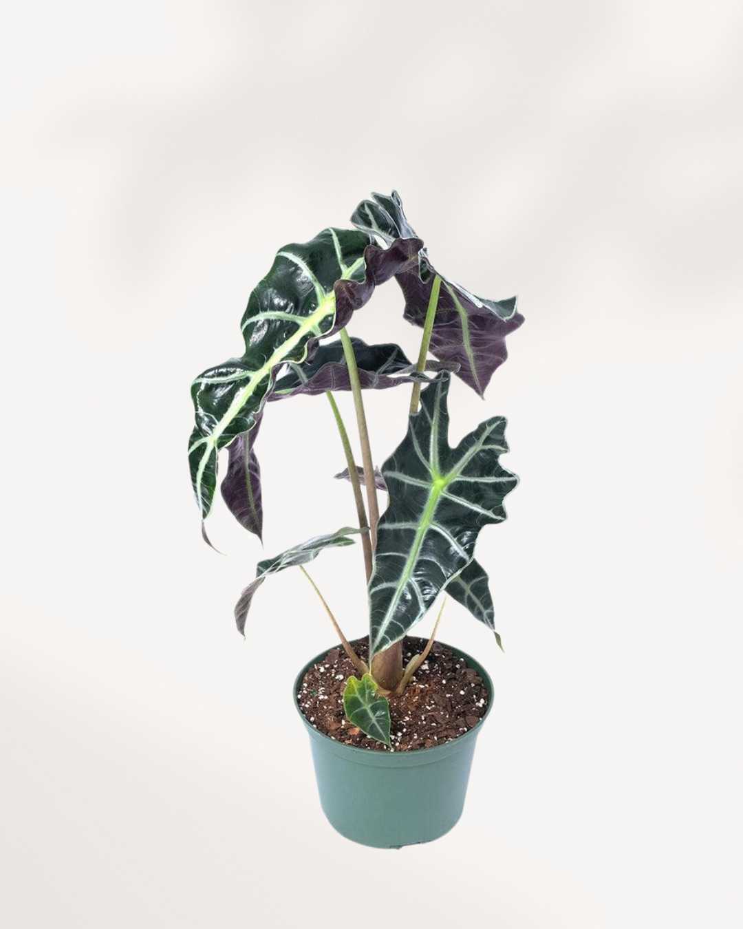 Alocasia Bambino – A Compact Beauty with Bold Leaves Mygreenscape | Buy Plants Online