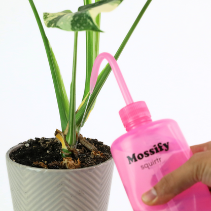 Mossify squirtr Mossify