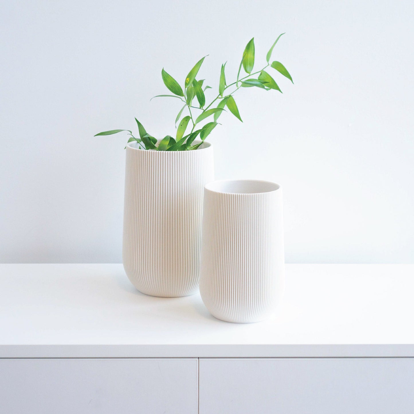 Sequoia Vase Conifer