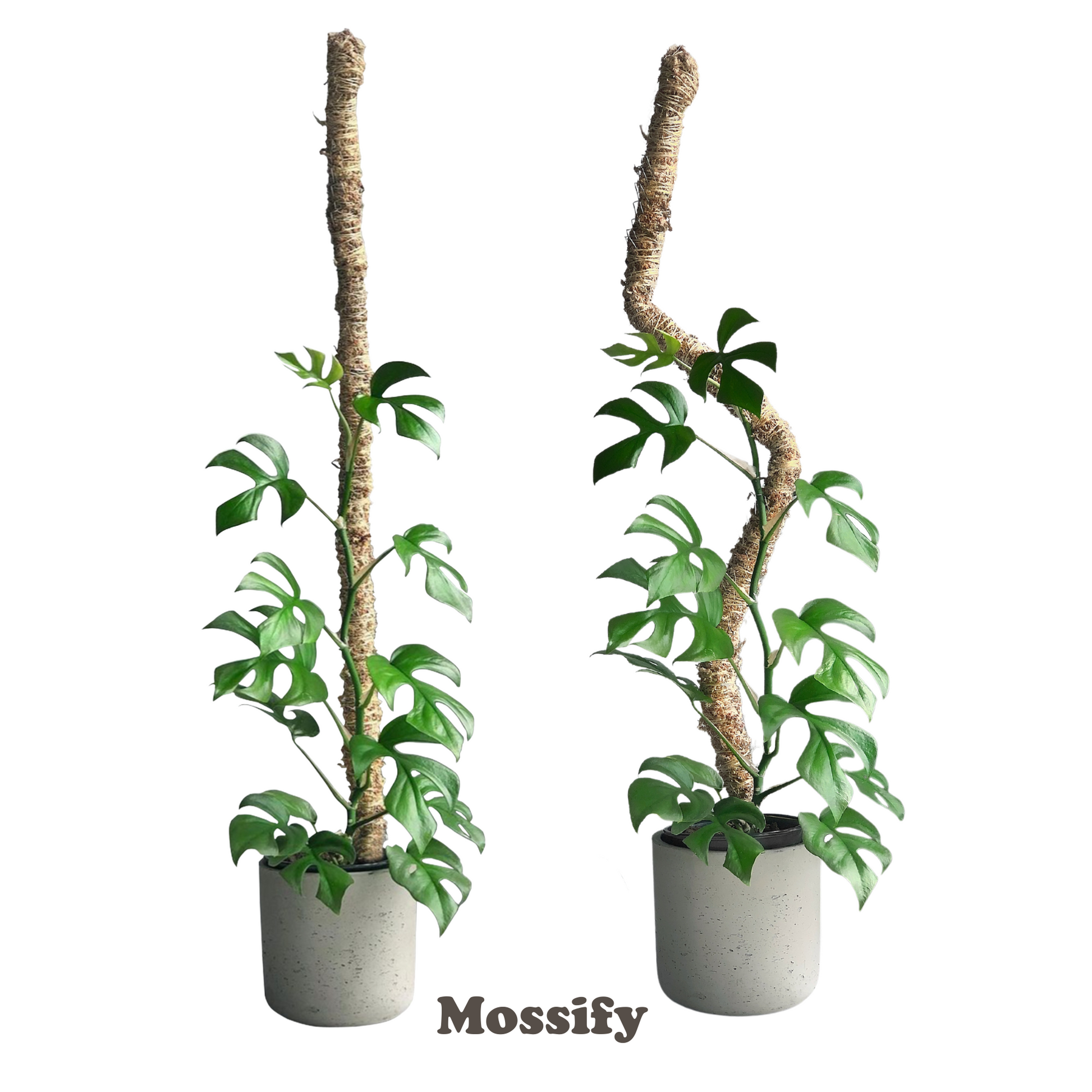 The Original Bendable Moss Pole™ - Best Seller (Pins Included) Mossify