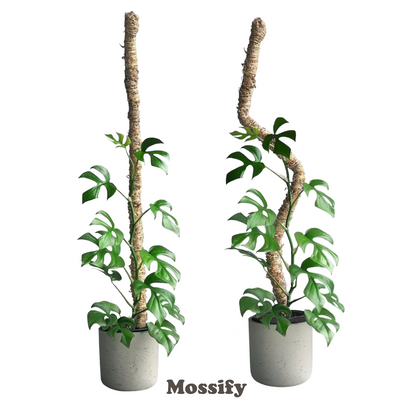 The Original Bendable Moss Pole™ - Best Seller (Pins Included) Mossify