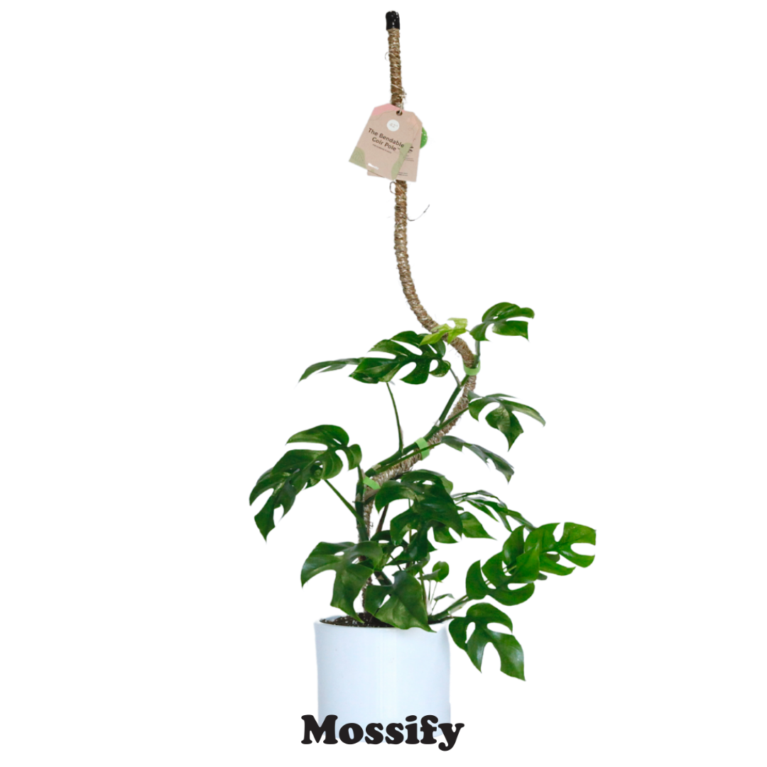 The Original Bendable Coir Pole™ - Best Seller (Tape Included) Mossify