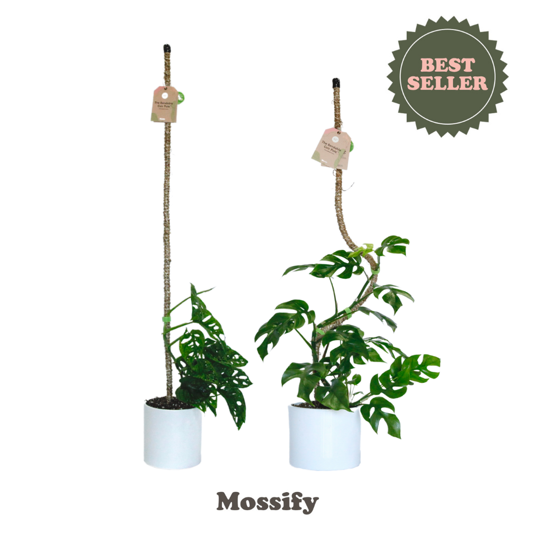 The Original Bendable Coir Pole™ - Best Seller (Tape Included) Mossify