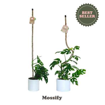 The Original Bendable Coir Pole™ - Best Seller (Tape Included) Mossify