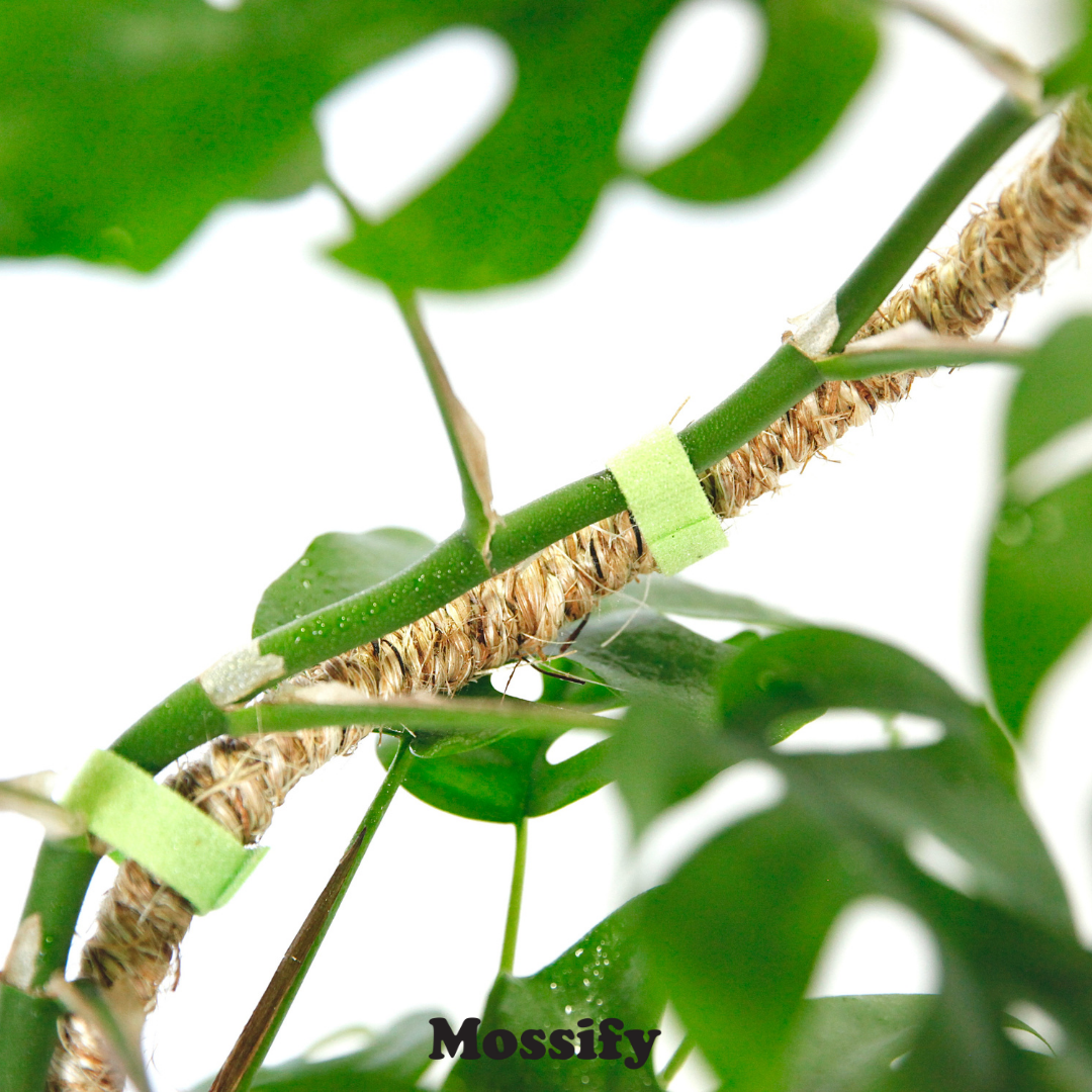 The Original Bendable Coir Pole™ - Best Seller (Tape Included) Mossify