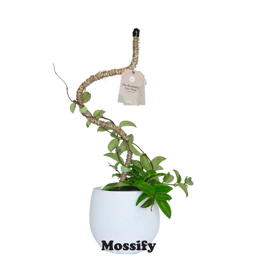 The Original Bendable Coir Pole™ - Best Seller (Tape Included) Mossify