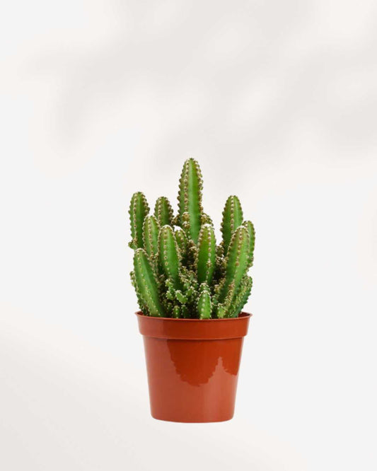 Cactus Cereus Fairy Castle Mygreenscape | Buy Plants Online