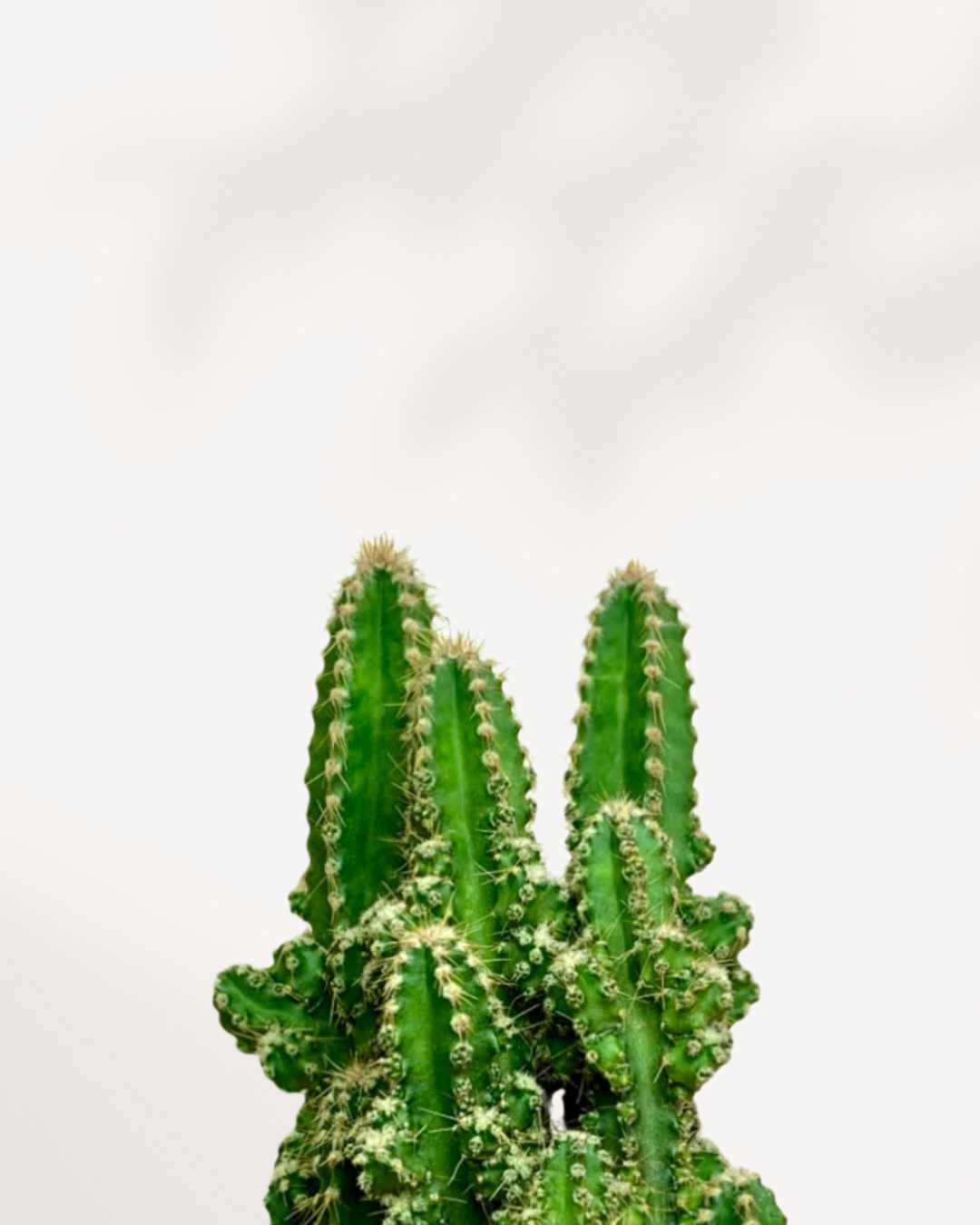 Cactus Cereus Fairy Castle Mygreenscape | Buy Plants Online