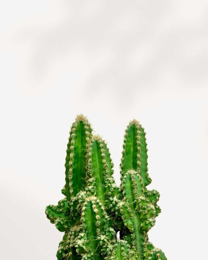 Cactus Cereus Fairy Castle Mygreenscape | Buy Plants Online