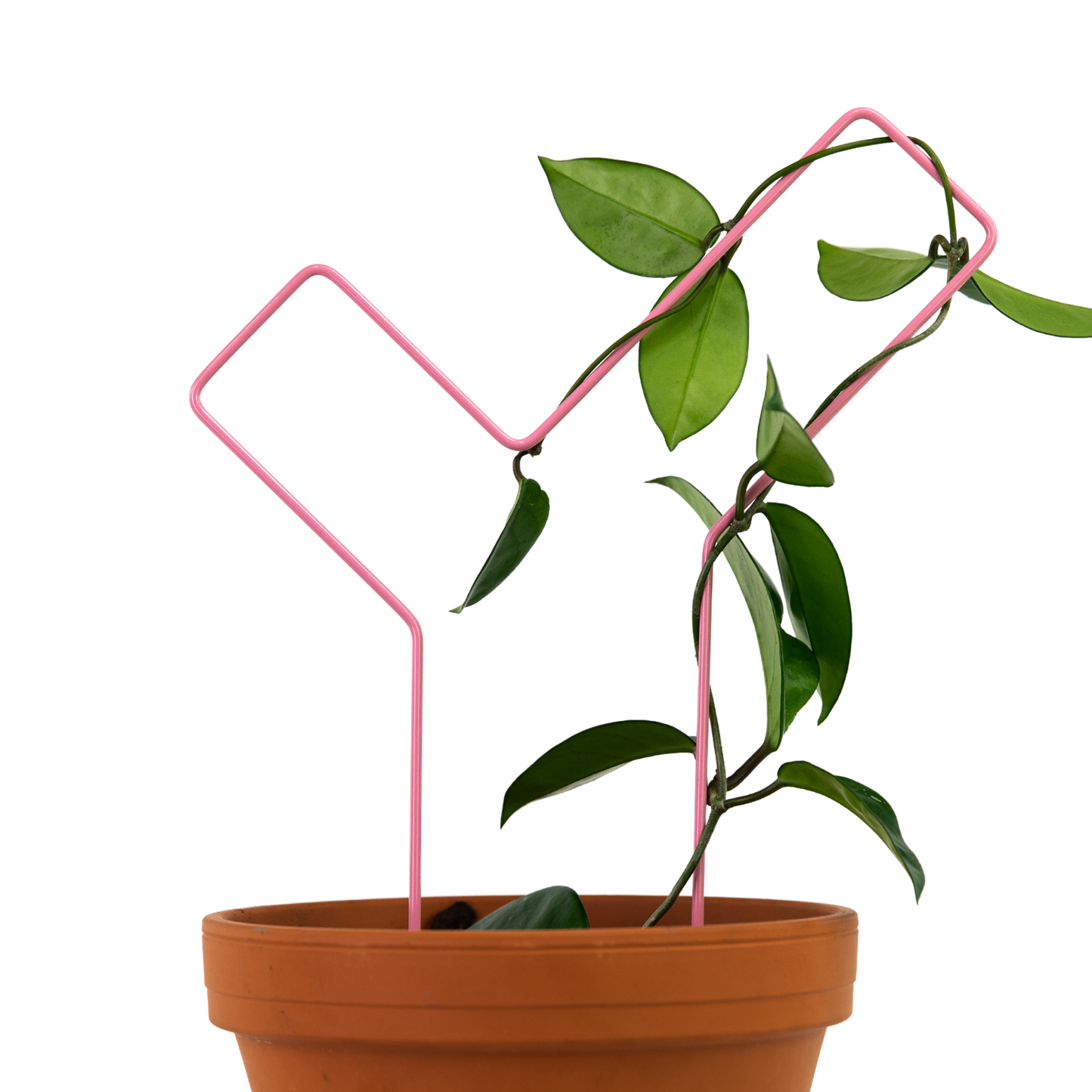 "Check Mark" Metal Trellis Mossify