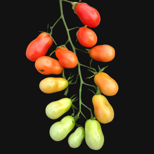 Christmas Lights Tomato Metchosin Farm