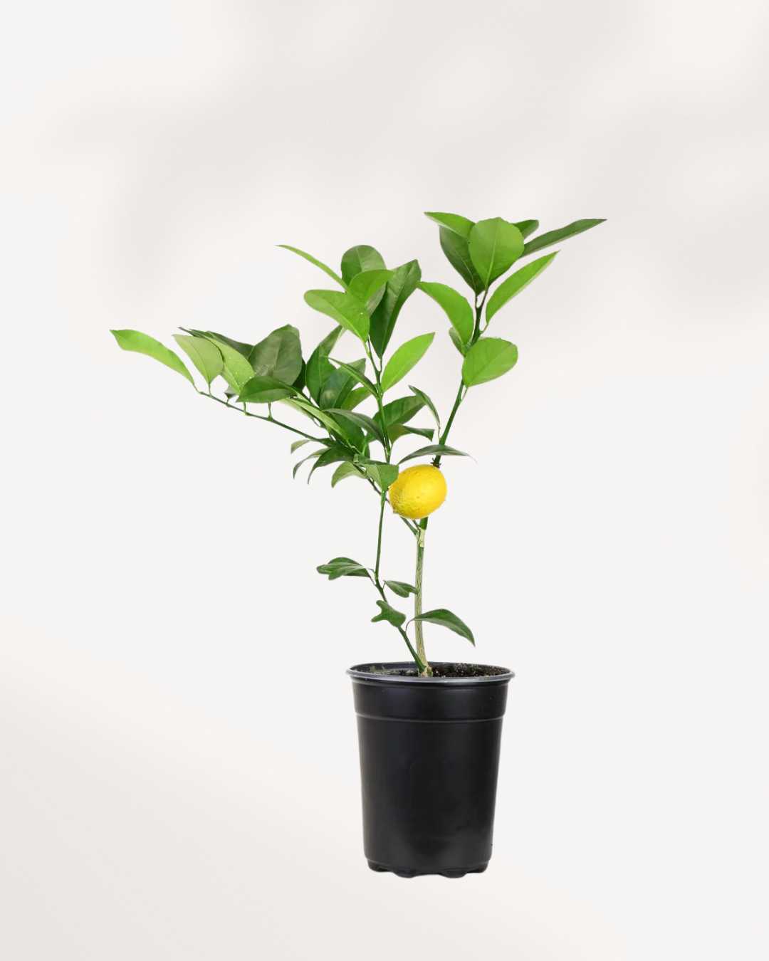 Citrus Meyer Lemon Mygreenscape | Buy Plants Online