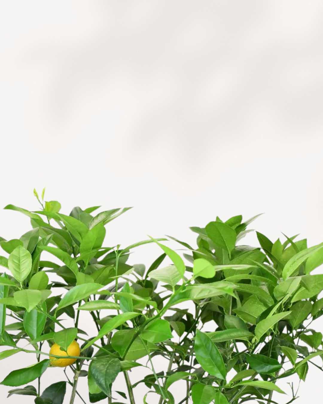 Citrus Meyer Lemon Mygreenscape | Buy Plants Online